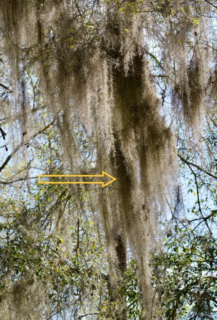 Yellow-throated warbler nest site in Spanish moss