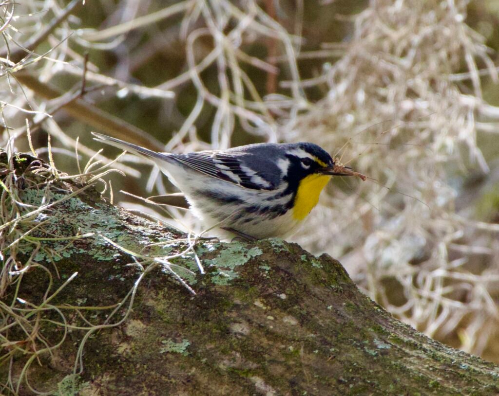Yellow-throated warbler eating crane fly