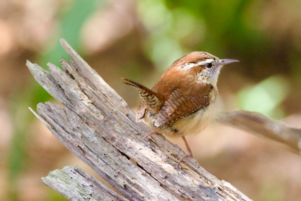 Carolina wren