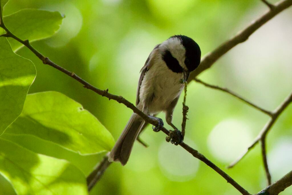 Carolina chickadee eating a caterpillar