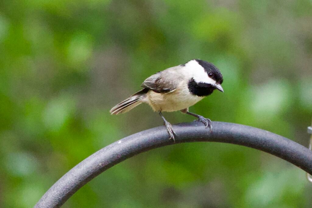 Carolina chickadee