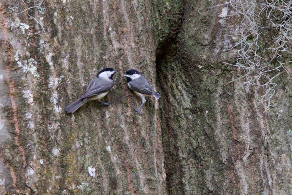 Carolina chickadee adult with fledgling