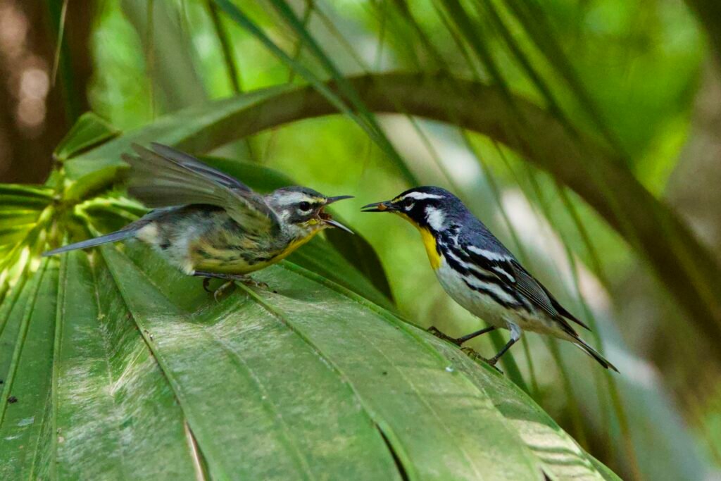 Adult yellow-throated warbler feeding chick