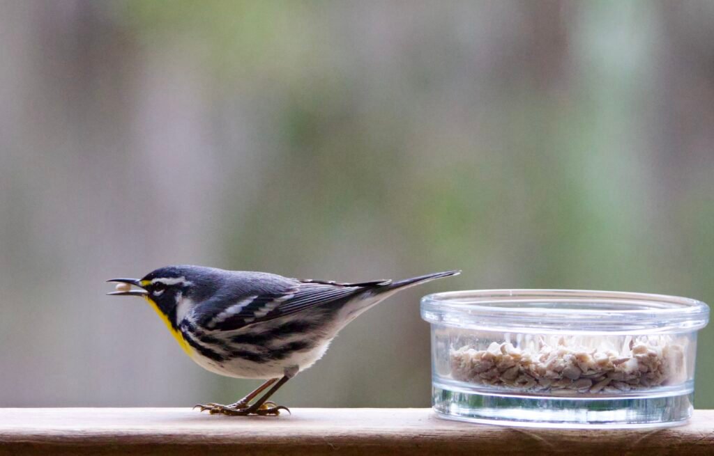 Yellow-throated warbler eating sunflower seed