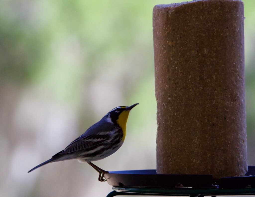 Yellow-throated warbler eating suet