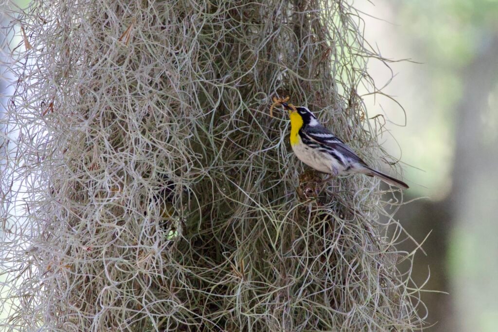 Yellow-throated warbler at nest