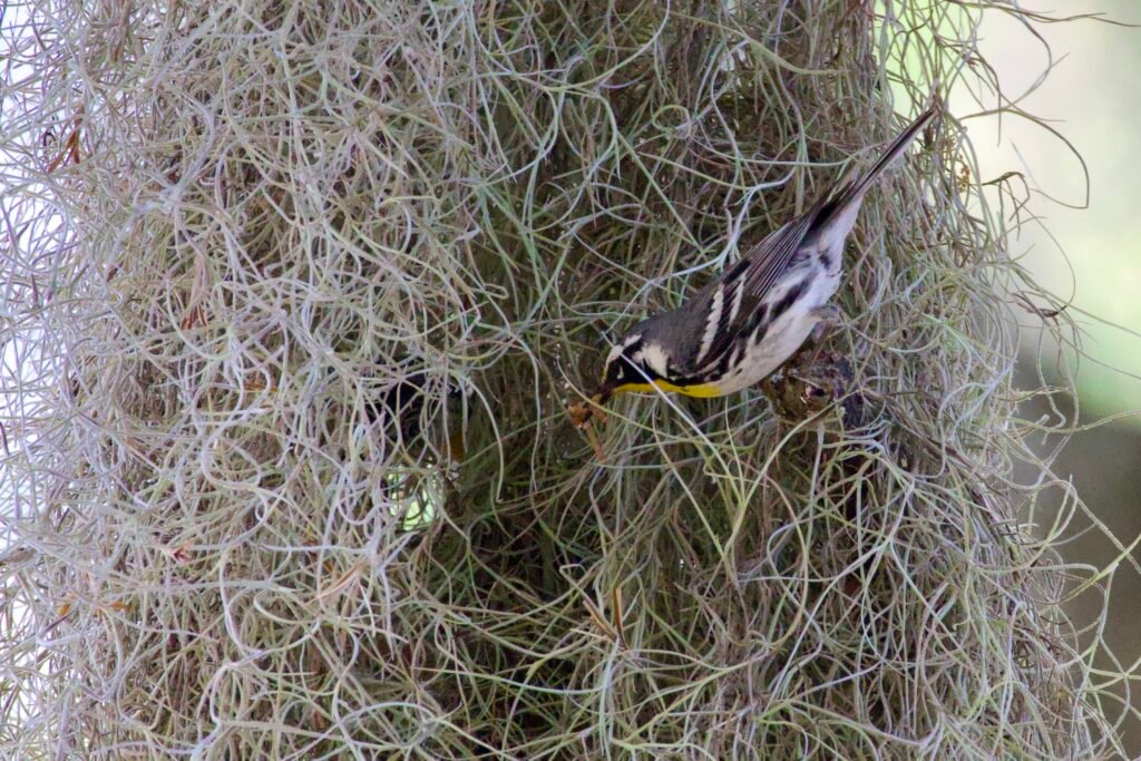 Yellow throated warbler nest