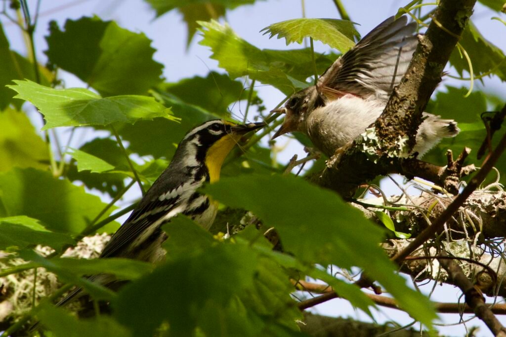 Adult yellow-throated warbler feeding chick