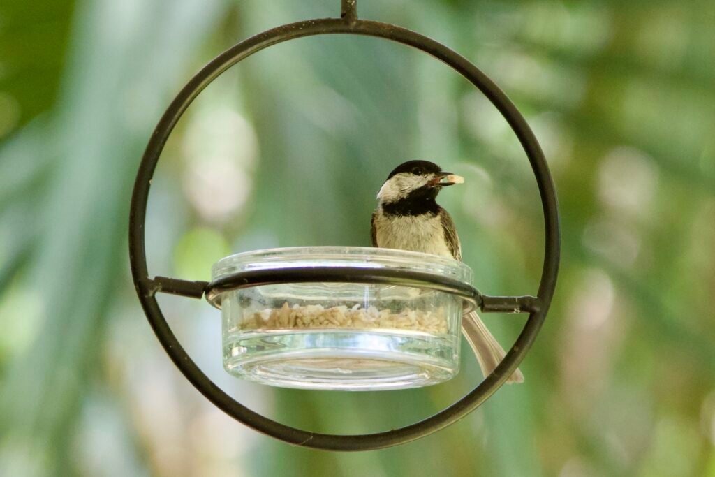 Carolina chickadee with seed