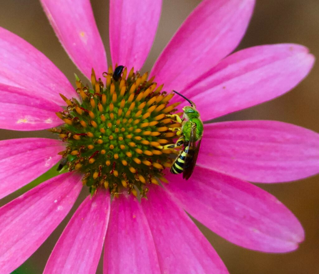 Bee on purple coneflower