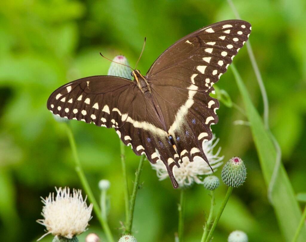 Palamedes Swallowtail on Nuttal’s thistle