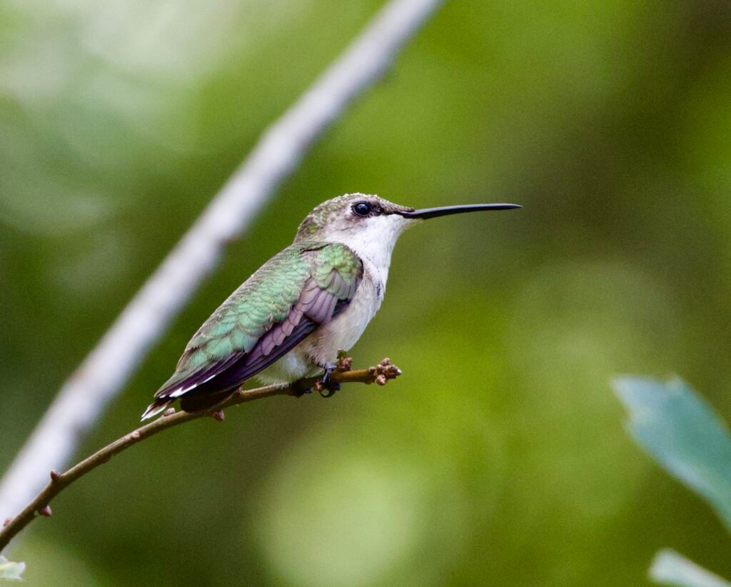 Ruby-throated hummingbird