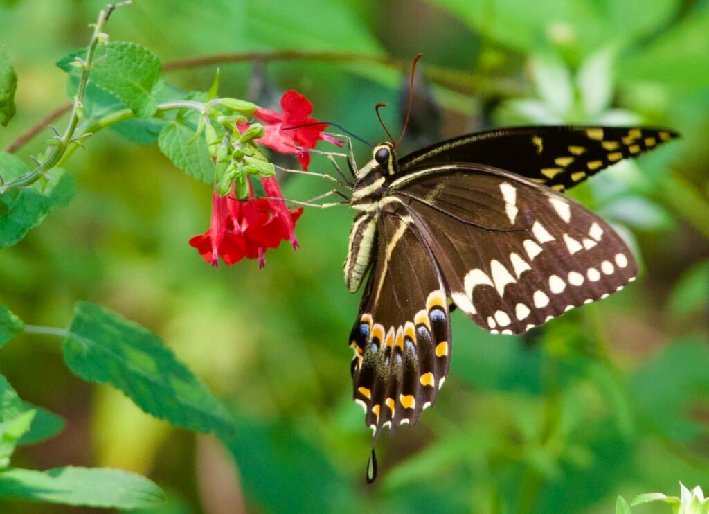 Palamedes swallowtail butterfly on scarlet sage