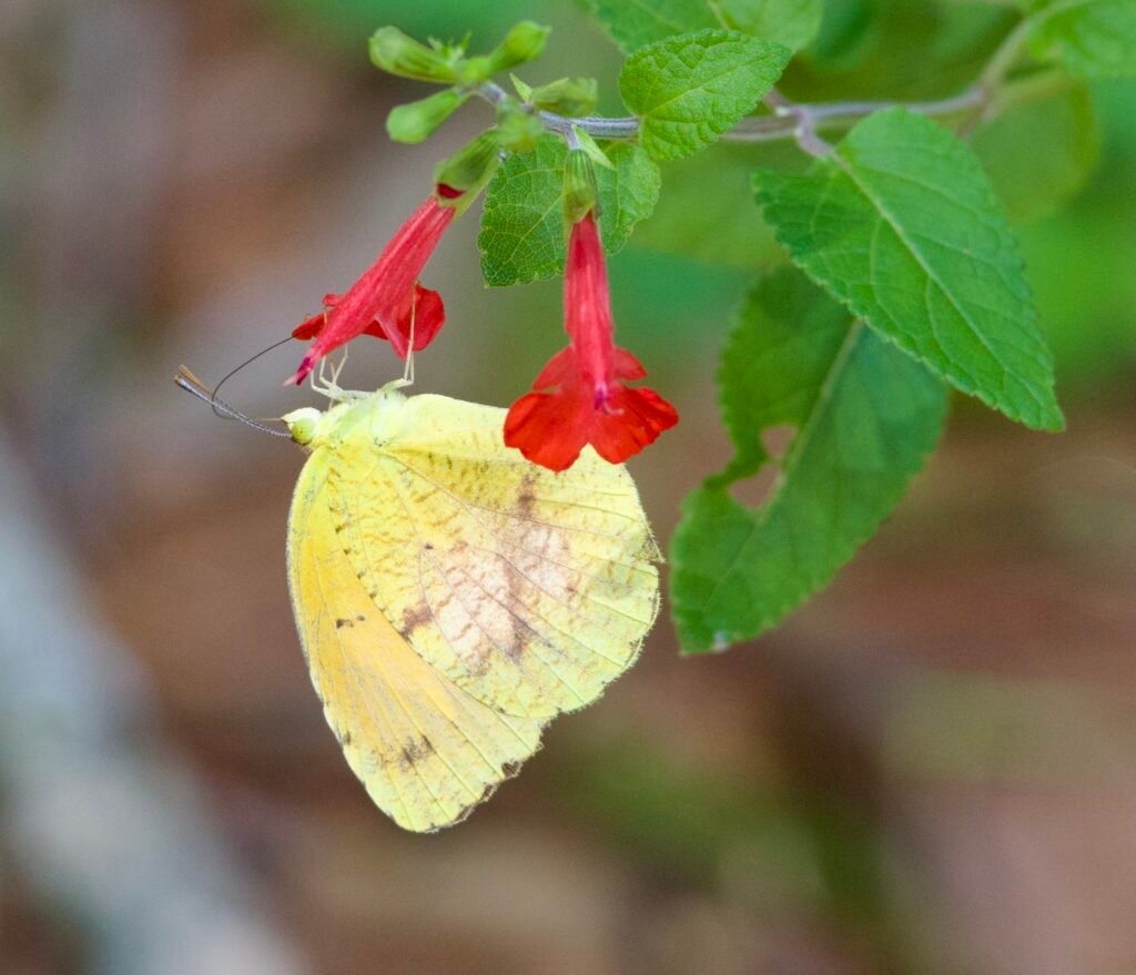 Sleepy Orange butterfly on scarlet sage