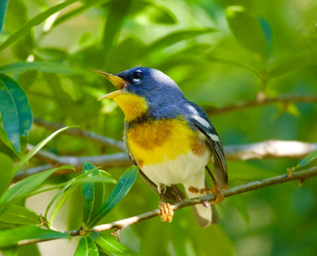 Northern Parula