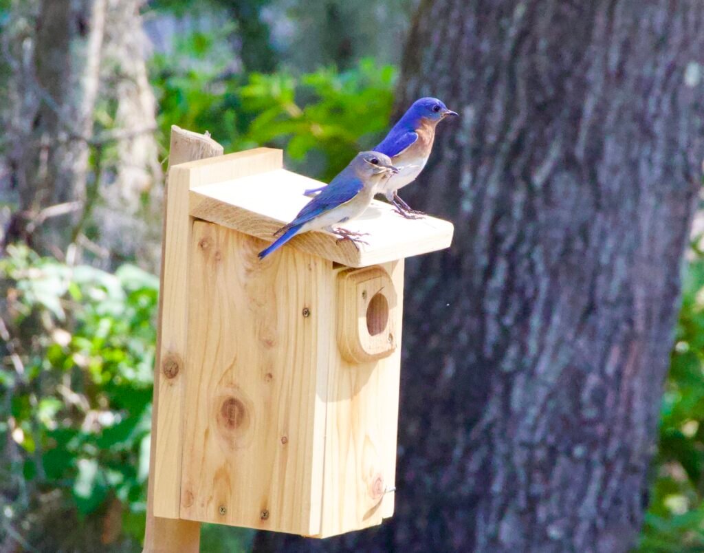 Bluebirds on nest box