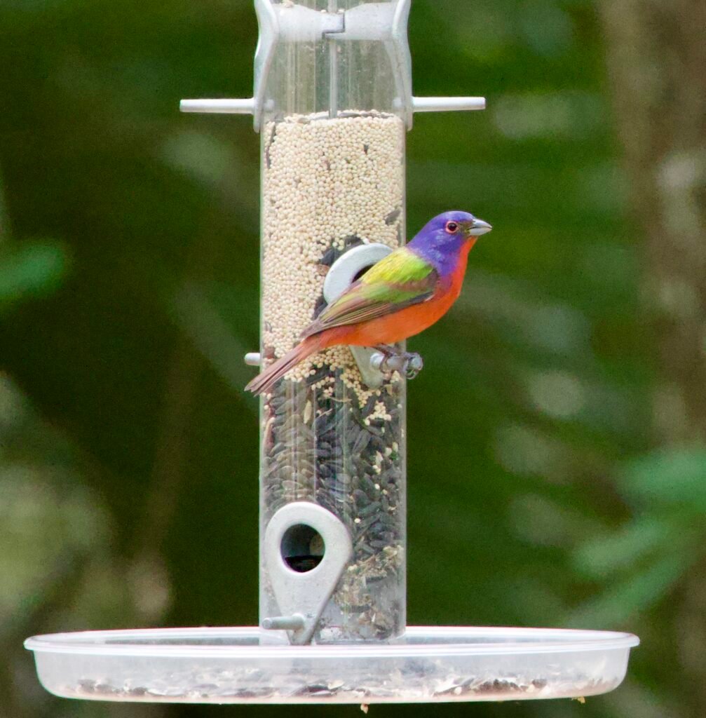 Feeder with painted bunting