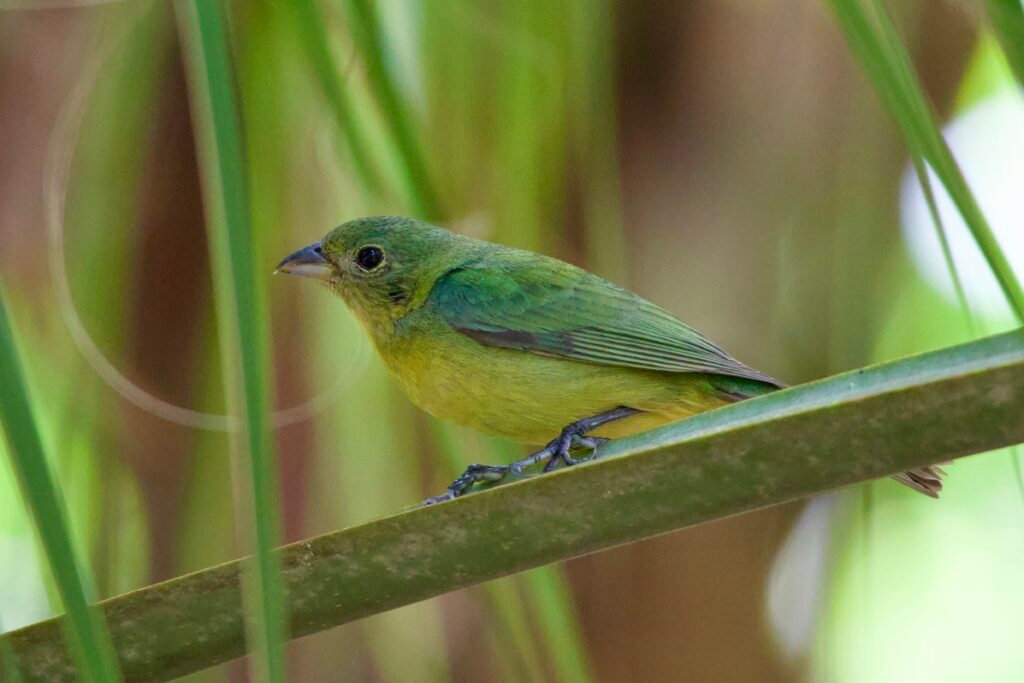 Painted bunting female