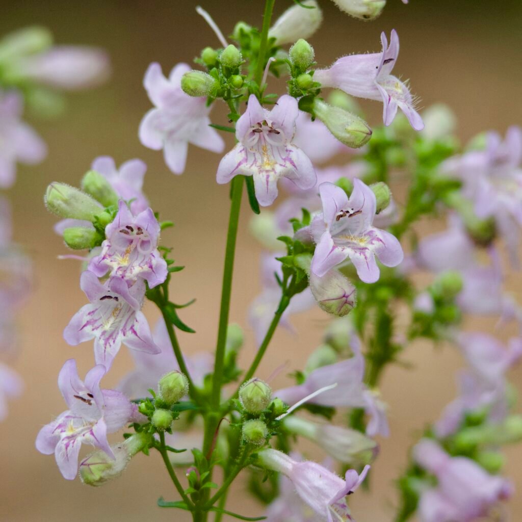 Penstemon flowers