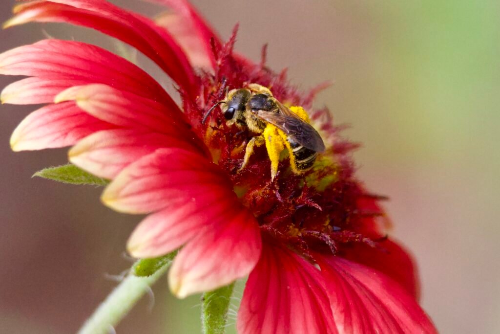 Poey’s furrow bee on blanket flower