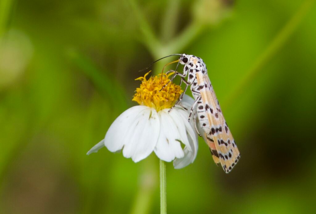 Ornate Bella moth on Spanish needle