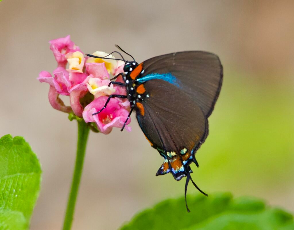 Great purple hairstreak