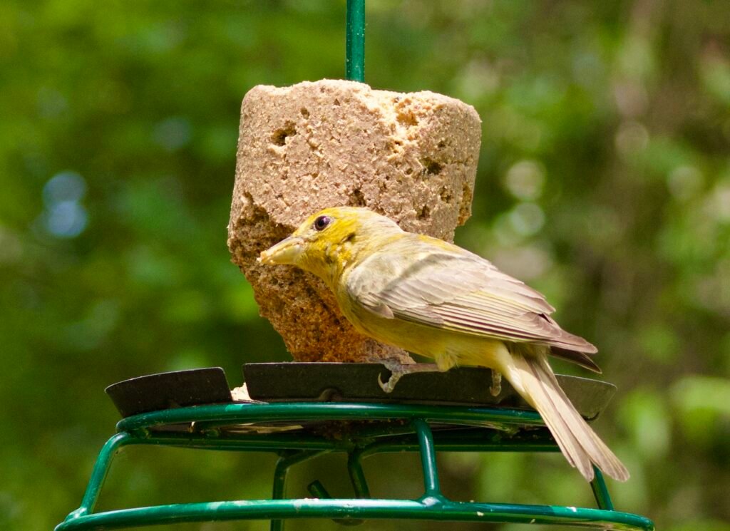 Summer tanager on suet feeder