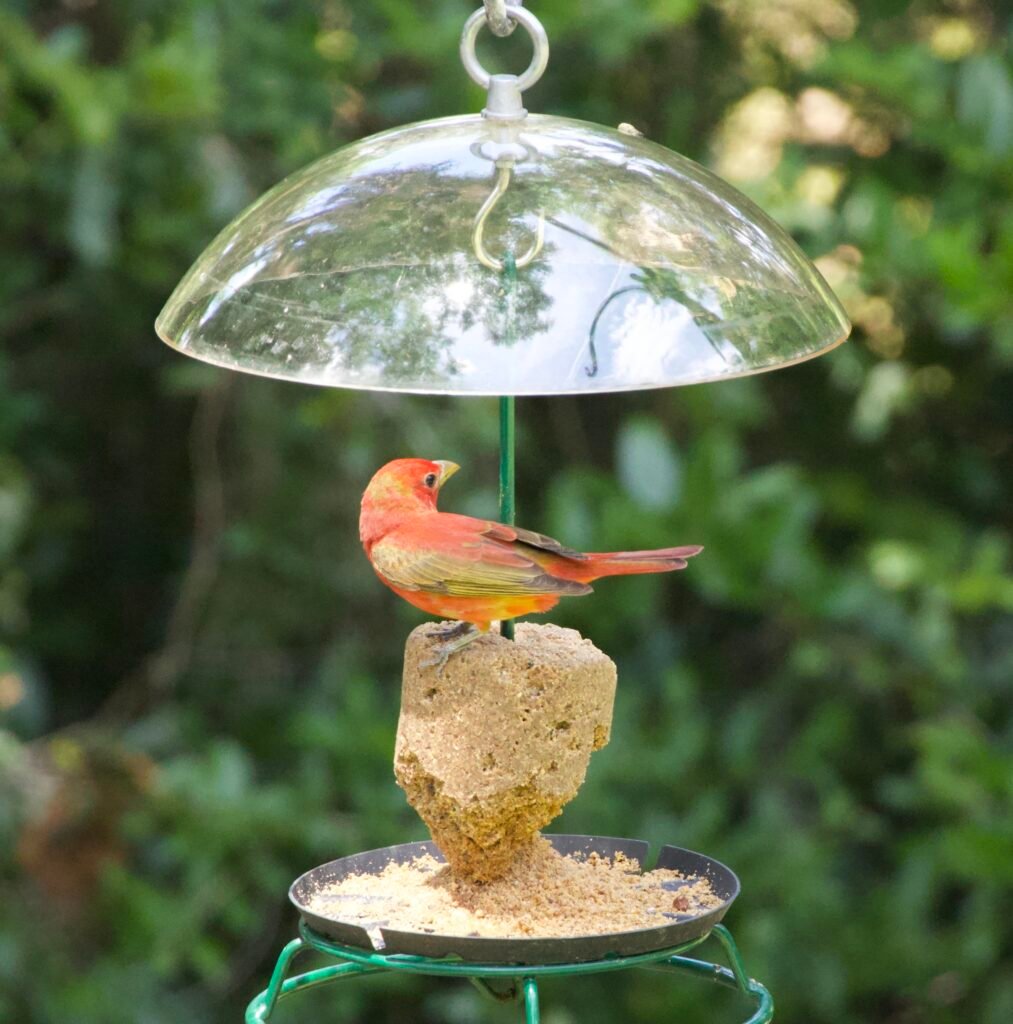 Summer tanager on suet feeder