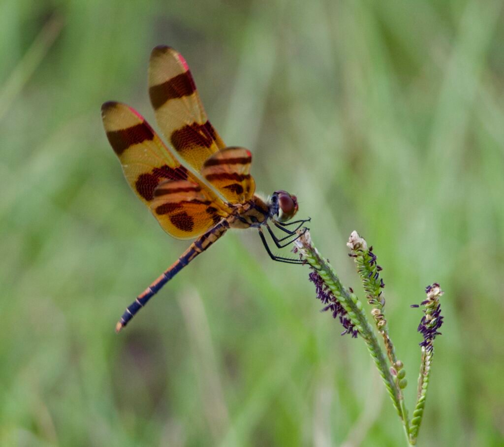 Halloween pennant dragonfly