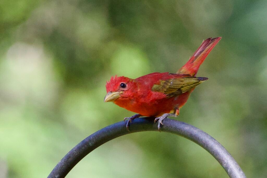 Summer tanager