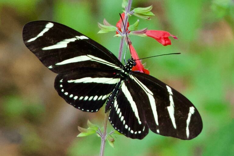 Scarlet Sage with Zebra Longwing Butterfly