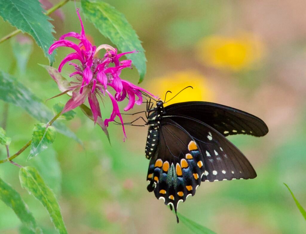 Spicebush swallowtail butterfly on beebalm