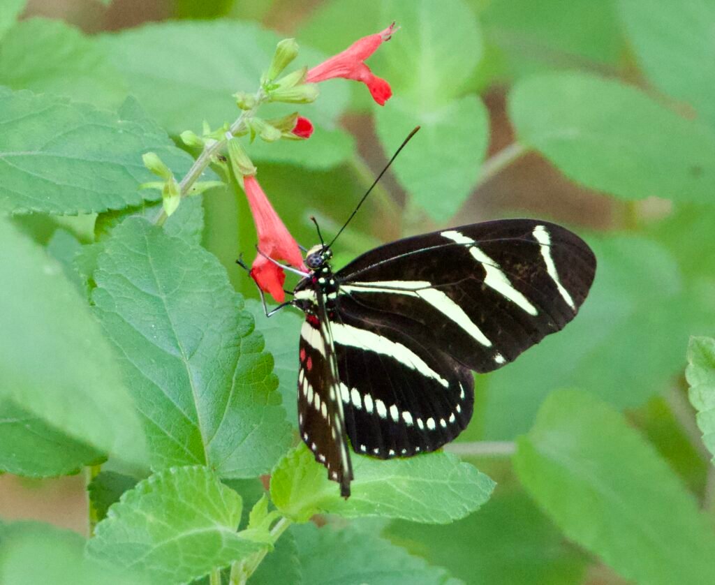 Zebra longwing on scarlet sage