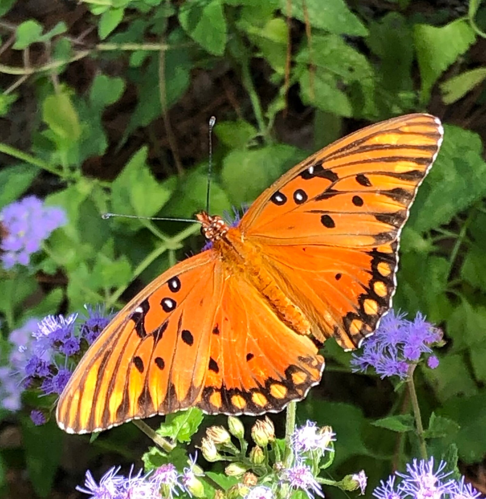 Gulf fritillary butterfly on mistflower 